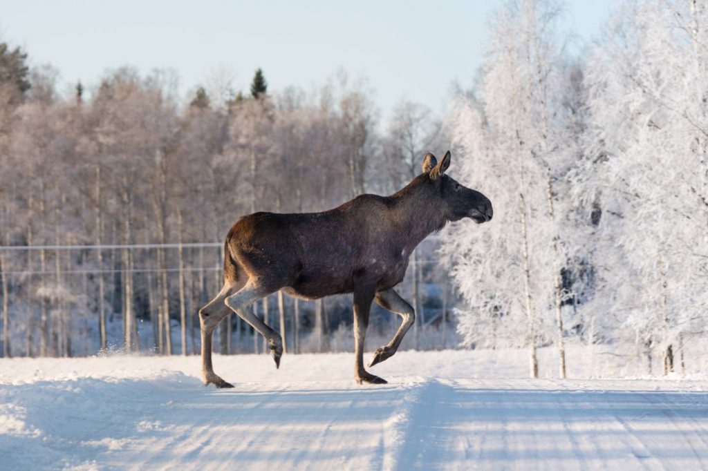 Dangers of Road Driving in Scandinavia